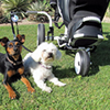 unser-produkt-des-monats-kiffe-golf-travel-pro